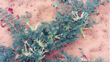 Afrikanische Teufelskralle (Harpagophytum procumbens)