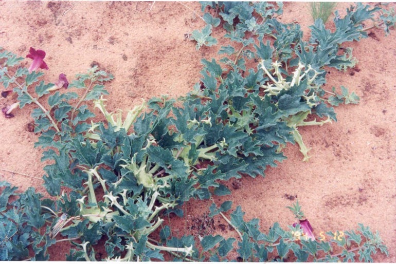 Afrikanische Teufelskralle (Harpagophytum procumbens)