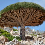 Drachenbaum (Dracaena) - Pflege, Vermehrung und Schneiden