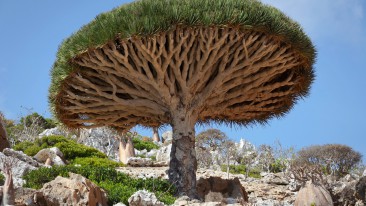 Drachenbaum (Dracaena) – Pflege, Vermehrung und Schneiden