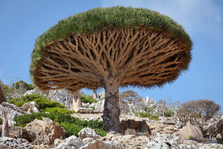 Drachenbaum (Dracaena) - Pflege, Vermehrung und Schneiden