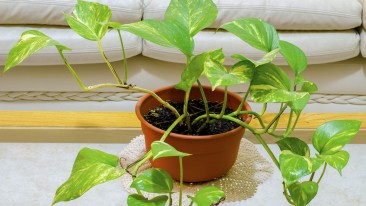 Efeutute (Epipremnum aureum) – pflanzen, pflegen und vermehren