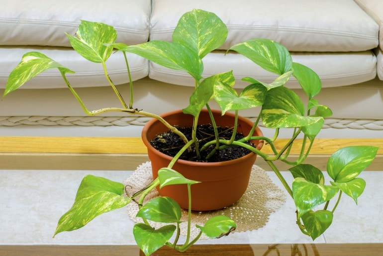Efeutute (Epipremnum aureum) – pflanzen, pflegen und vermehren