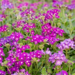 Eisenkraut oder Verbene (Verbena) - Pflege und Anwendung