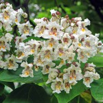 Gewöhnlicher Trompetenbaum (Catalpa bignonioides) - Pflegen, Überwintern und Schneiden