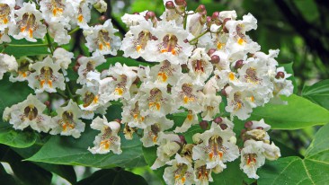 Gewöhnlicher Trompetenbaum (Catalpa bignonioides) – Pflegen, Überwintern und Schneiden