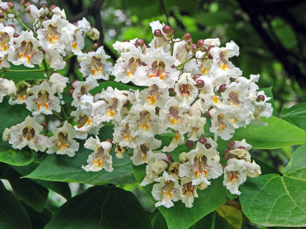 Gewöhnlicher Trompetenbaum (Catalpa bignonioides) - Pflegen, Überwintern und Schneiden