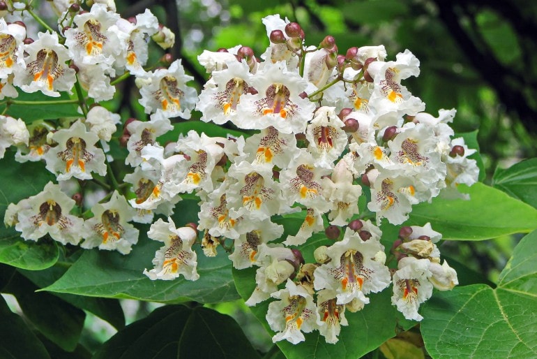 Gewöhnlicher Trompetenbaum (Catalpa bignonioides) – Pflegen, Überwintern und Schneiden