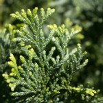 Muschelzypresse oder Hinoki-Scheinzypresse (Chamaecyparis Obtusa) - kaufen, anpflanzen und bestaunen