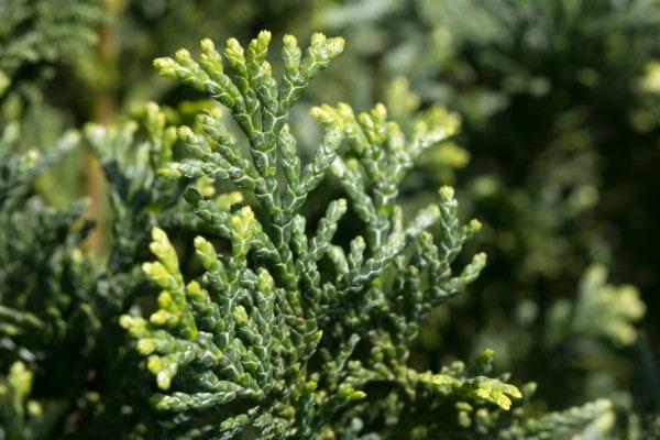 Muschelzypresse oder Hinoki-Scheinzypresse (Chamaecyparis Obtusa) - kaufen, anpflanzen und bestaunen