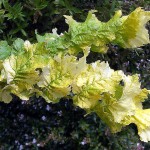 Goldulme oder Ulme („Ulmus carpinifolia Wredei“) – pflanzen, pflegen und vermehren