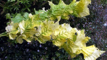 Goldulme oder Ulme („Ulmus carpinifolia Wredei“) – pflanzen, pflegen und vermehren