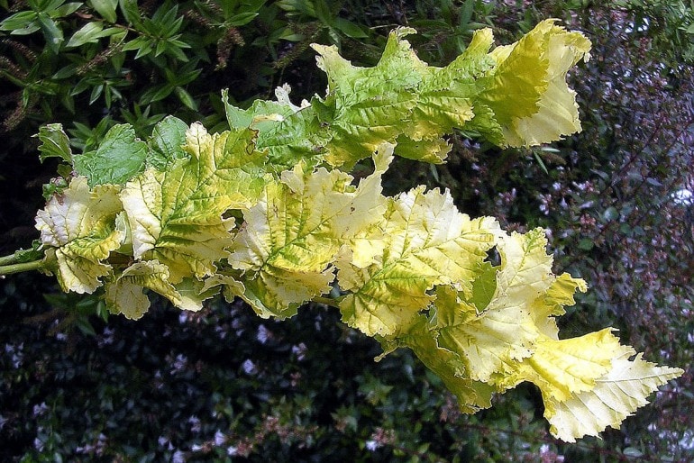 Goldulme oder Ulme („Ulmus carpinifolia Wredei“) – pflanzen, pflegen und vermehren