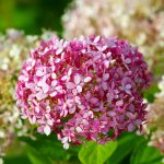 Schneeballhortensie (Hydrangea arborescens) - Pflege und Schneiden