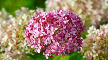 Schneeballhortensie (Hydrangea arborescens) – Pflege und Schneiden