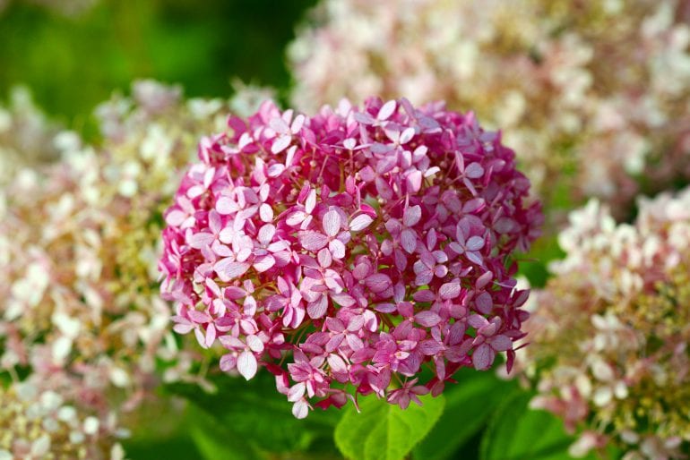 Schneeballhortensie (Hydrangea arborescens) – Pflege und Schneiden