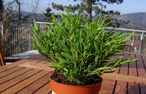 Zimmerbambus oder Seychellengras (Pogonatherum paniceum) - kaufen, pflegen und genießen