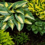Funkien oder Herzblattlilien („Hosta“) - pflanzen, pflegen und vermehren