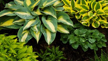 Funkien oder Herzblattlilien („Hosta“) – pflanzen, pflegen und vermehren