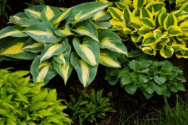 Funkien oder Herzblattlilien („Hosta“) – pflanzen, pflegen und vermehren