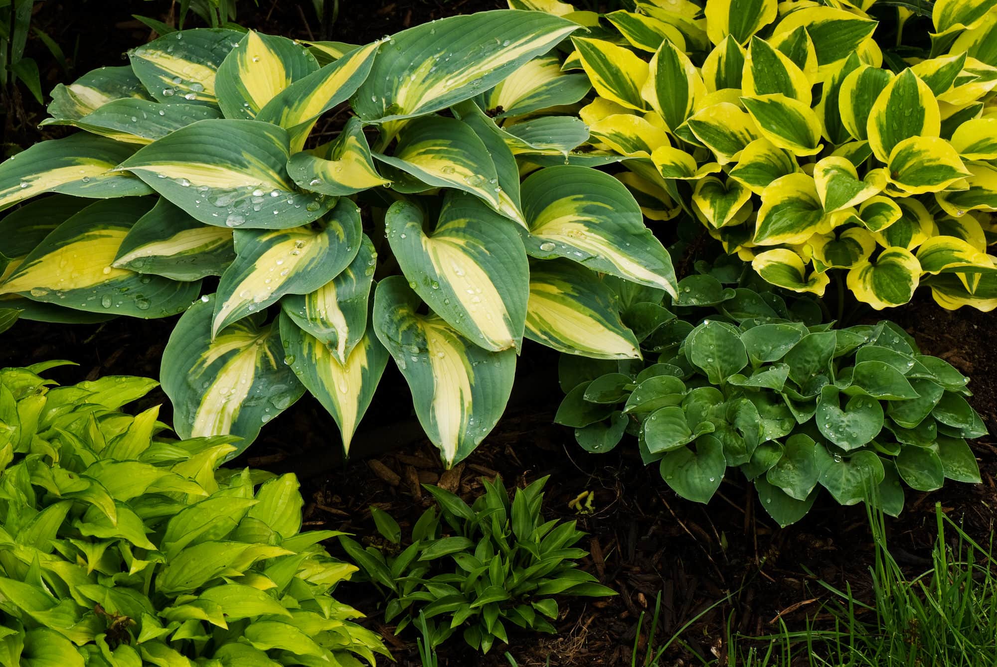 Funkien oder Herzblattlilien („Hosta“) pflanzen, pflegen und