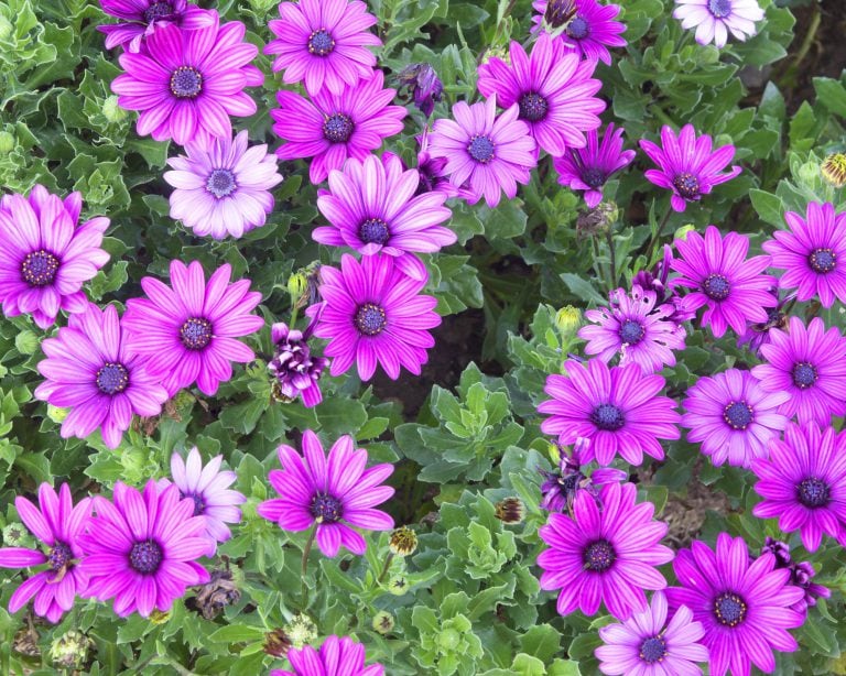 Fächerblume