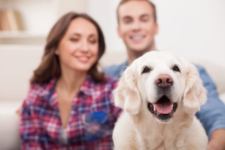 Umzug mit Hund: Tipps für einen gelungenen Wohnungswechsel