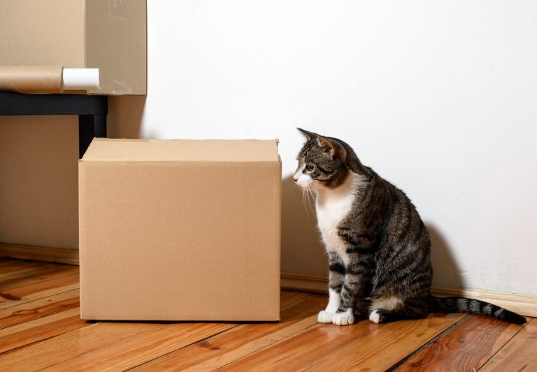 Worauf Sie bei Ihrem Umzug mit Katzen achten sollten
