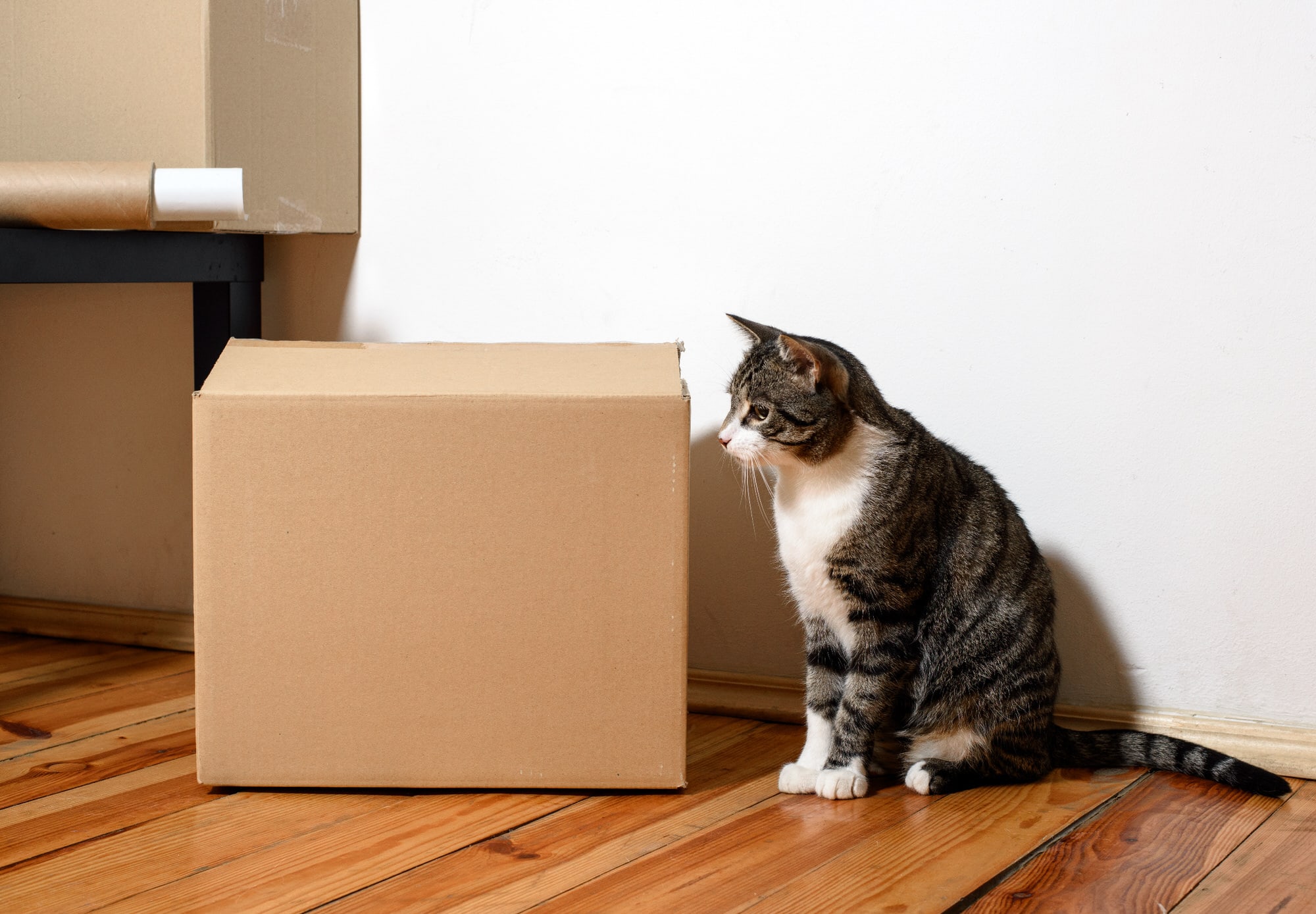 Worauf Sie bei Ihrem Umzug mit Katzen achten sollten