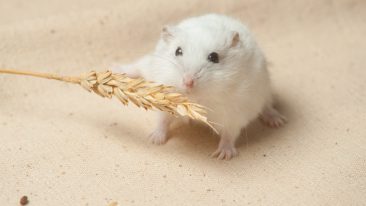 Umzug mit Kleintieren stressfrei