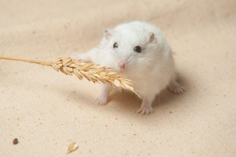 Umzug mit Kleintieren stressfrei