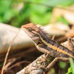 Umzug mit Reptilien: Darauf sollte geachtet werden