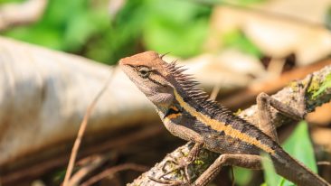 Umzug mit Reptilien: Darauf sollte geachtet werden