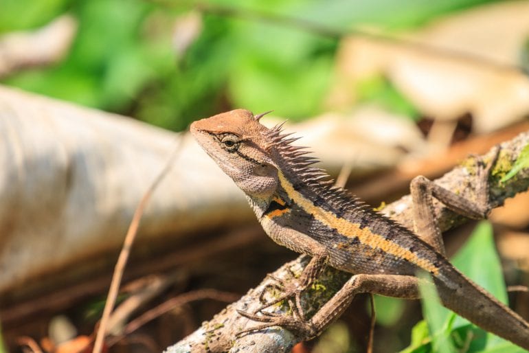 Umzug mit Reptilien: Darauf sollte geachtet werden