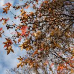 Amerikanischer Amberbaum oder Seesternbaum ( Liquidambar styraciflua L.) – Höhe, Blüten, Wurzeln