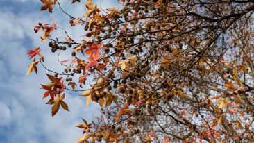 Amerikanischer Amberbaum (Liquidambar styraciflua L.)