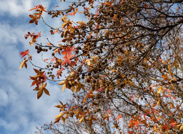 Amerikanischer Amberbaum oder Seesternbaum ( Liquidambar styraciflua L.) – Höhe, Blüten, Wurzeln