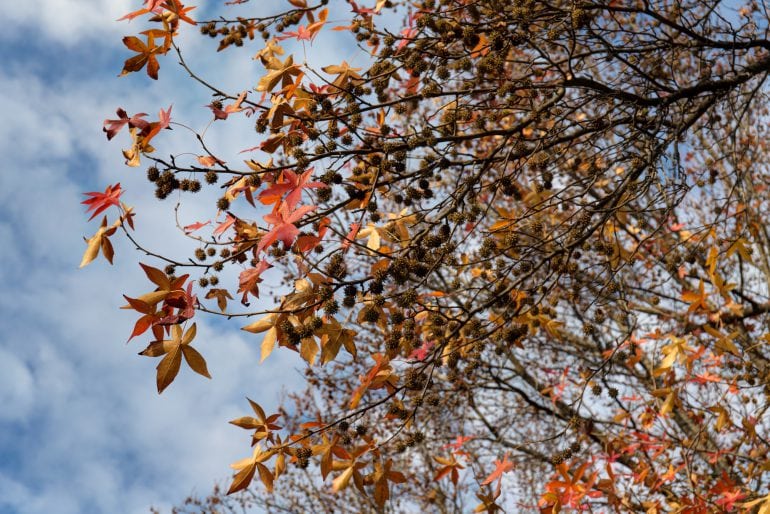 Amerikanischer Amberbaum (Liquidambar styraciflua L.)