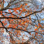 Chinesischer Amberbaum oder Taiwanesischer Amberbaum (Liquidambar formosana Hance) – schneiden, Sorten