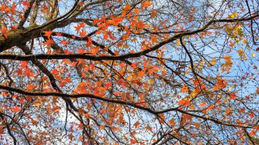 Liquidambar formosana Hance