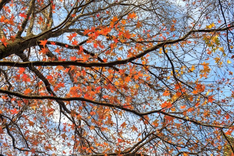 Chinesischer Amberbaum oder Taiwanesischer Amberbaum (Liquidambar formosana Hance) – schneiden, Sorten