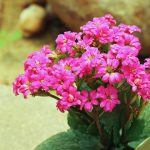 Flammendes Käthchen (Kalanchoe blossfeldiana) – kaufen, schneiden und vermehren