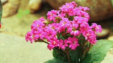 Flammendes Käthchen (Kalanchoe blossfeldiana) – kaufen, schneiden und vermehren