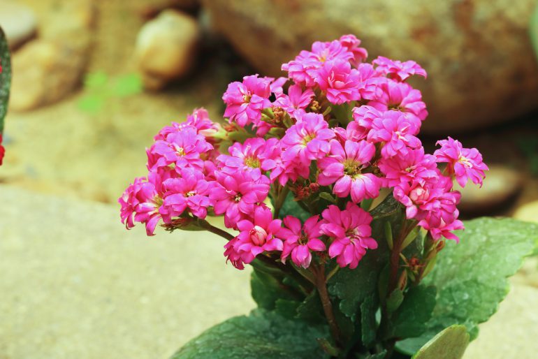 Flammendes Käthchen (Kalanchoe blossfeldiana) – kaufen, schneiden und vermehren