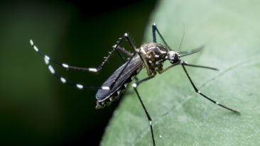 Insektenschutz: So bleiben die Sechsbeiner draußen