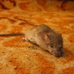 Mäuse im Haus: So werden Sie die kleinen, grauen Nager wieder los
