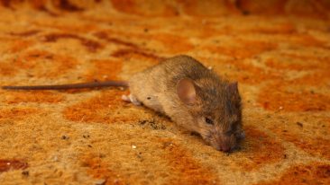 Mäuse im Haus: So werden Sie die kleinen, grauen Nager wieder los