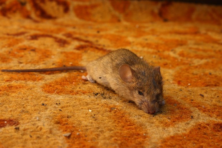 Mäuse im Haus: So werden Sie die kleinen, grauen Nager wieder los