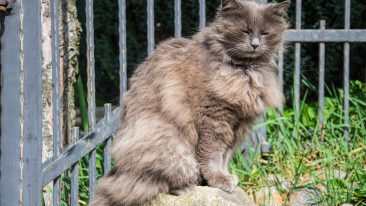 Umzug Mit Katzen Als Freigänger So Gelingt Der Umzug Ohne