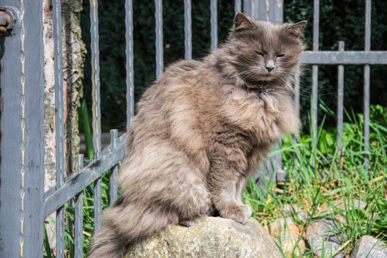 Umzug mit Katzen als Freigänger – so gelingt der Umzug ohne große Komplikationen